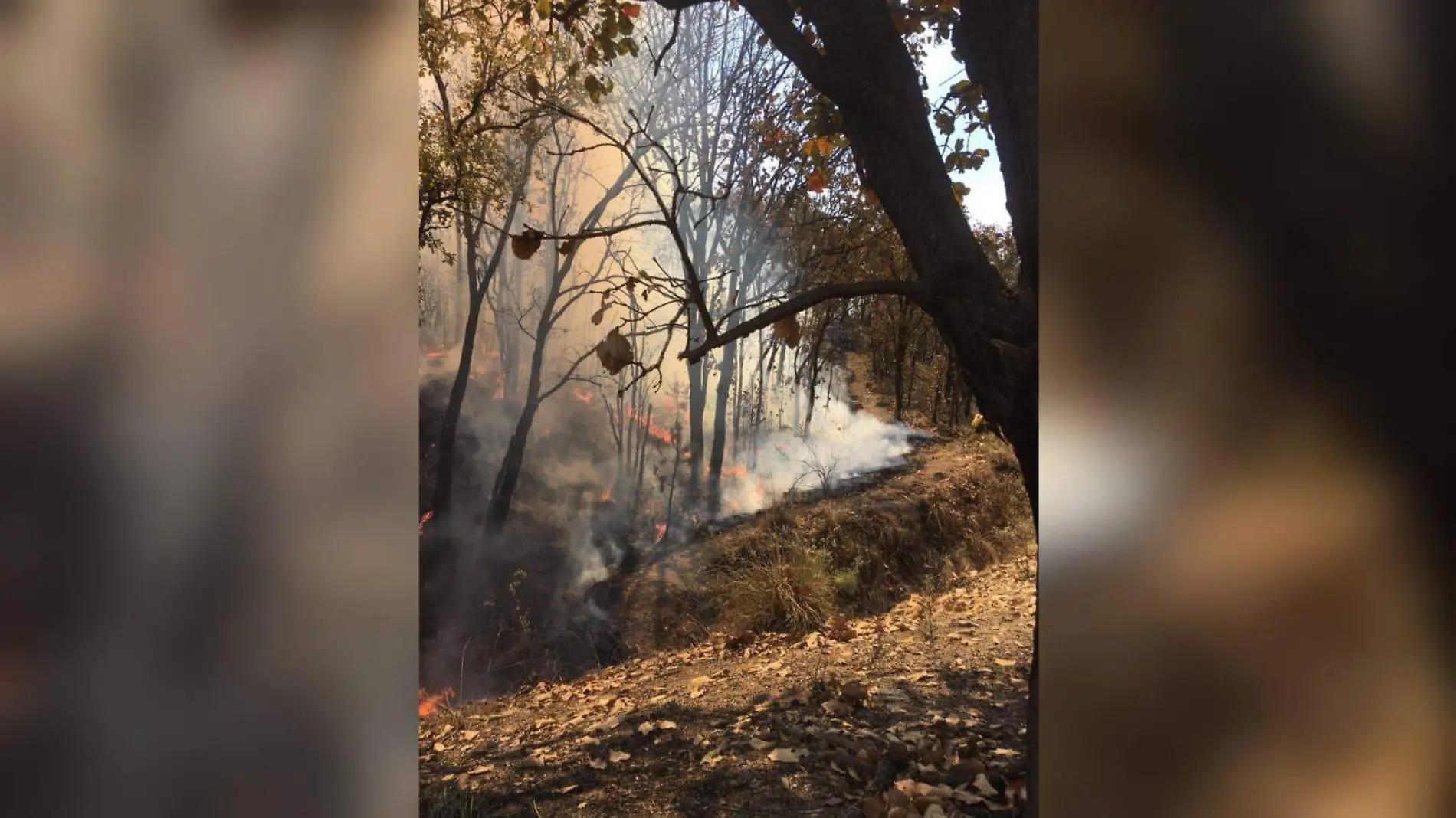 incendios forestales